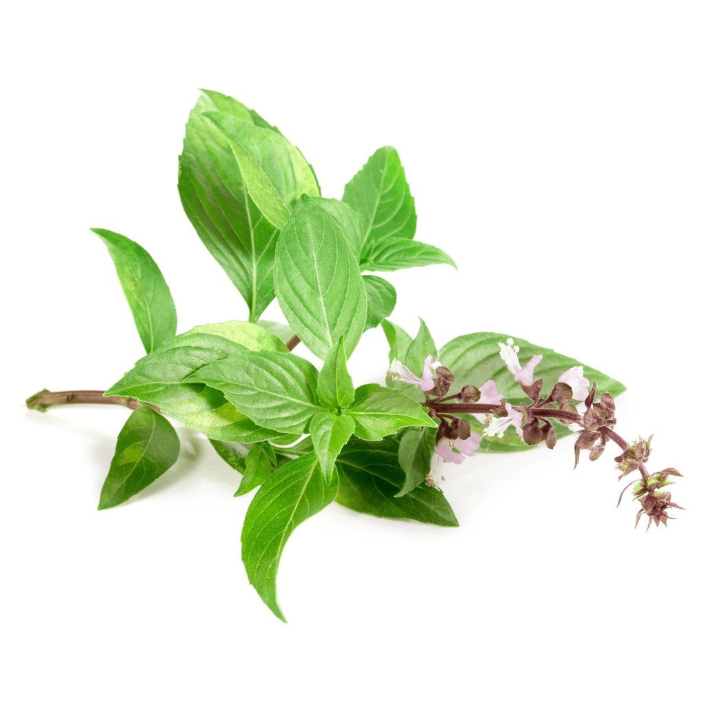 Thai Basil Herb Heirloom Seeds - Planting Organics