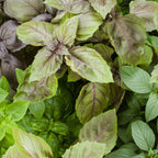 Thai Basil Herb Heirloom Seeds - Planting Organics
