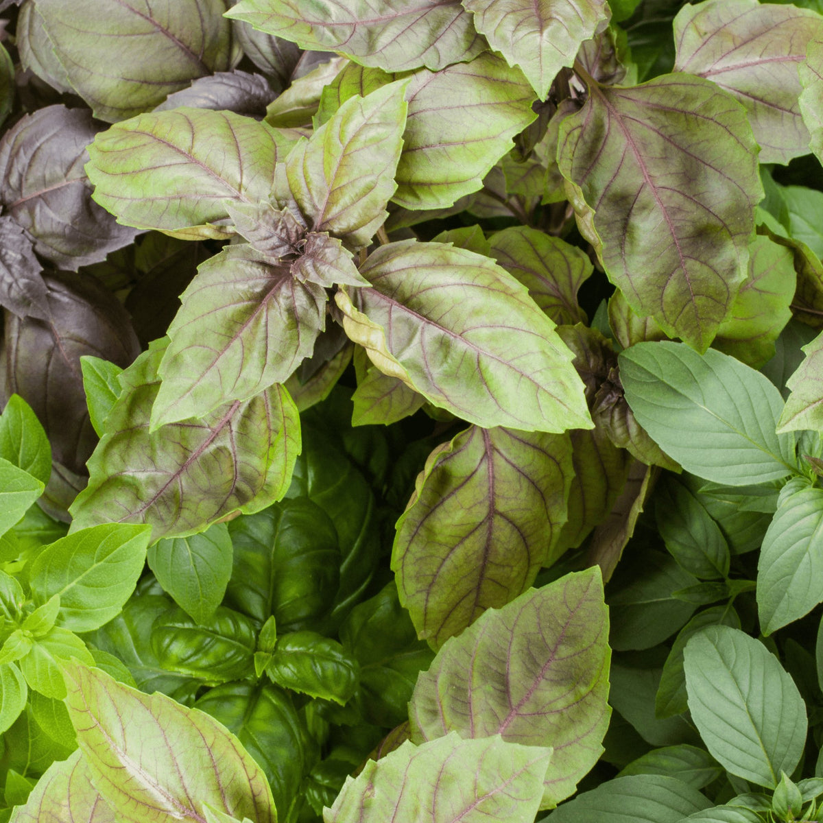 Thai Basil Herb Heirloom Seeds - Planting Organics