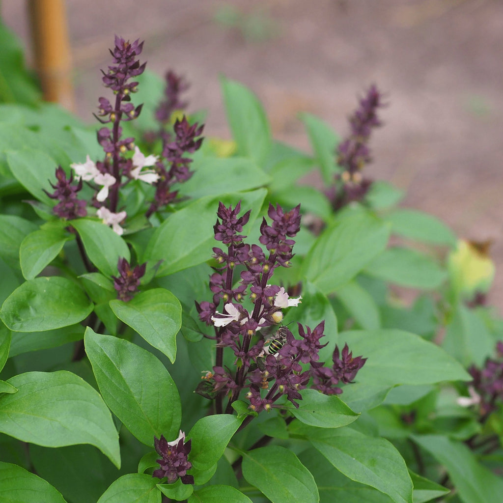 Thai Basil Herb Heirloom Seeds - Planting Organics