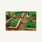 Productive raised vegetable garden beds featured in The Healthy Garden
