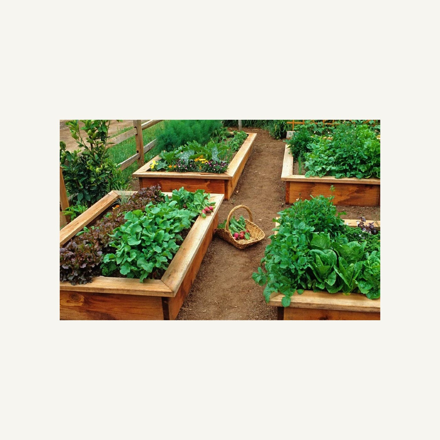 Productive raised vegetable garden beds featured in The Healthy Garden