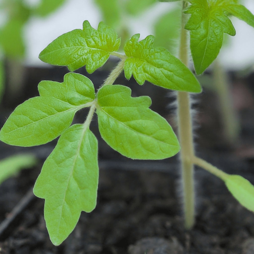 Tomato Burwood Prize - Heirloom Seeds - Planting Organics