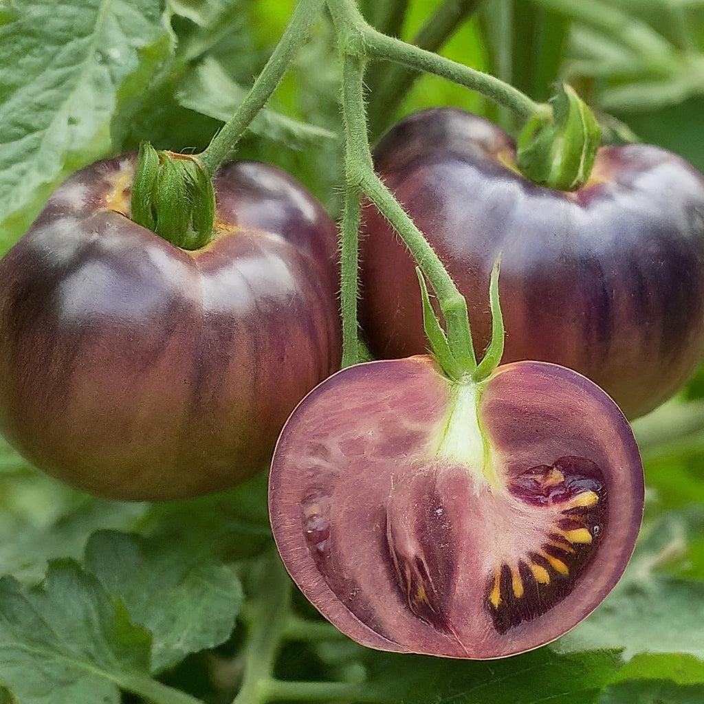 Tomato Cherokee Purple - Heirloom Seeds - Planting Organics