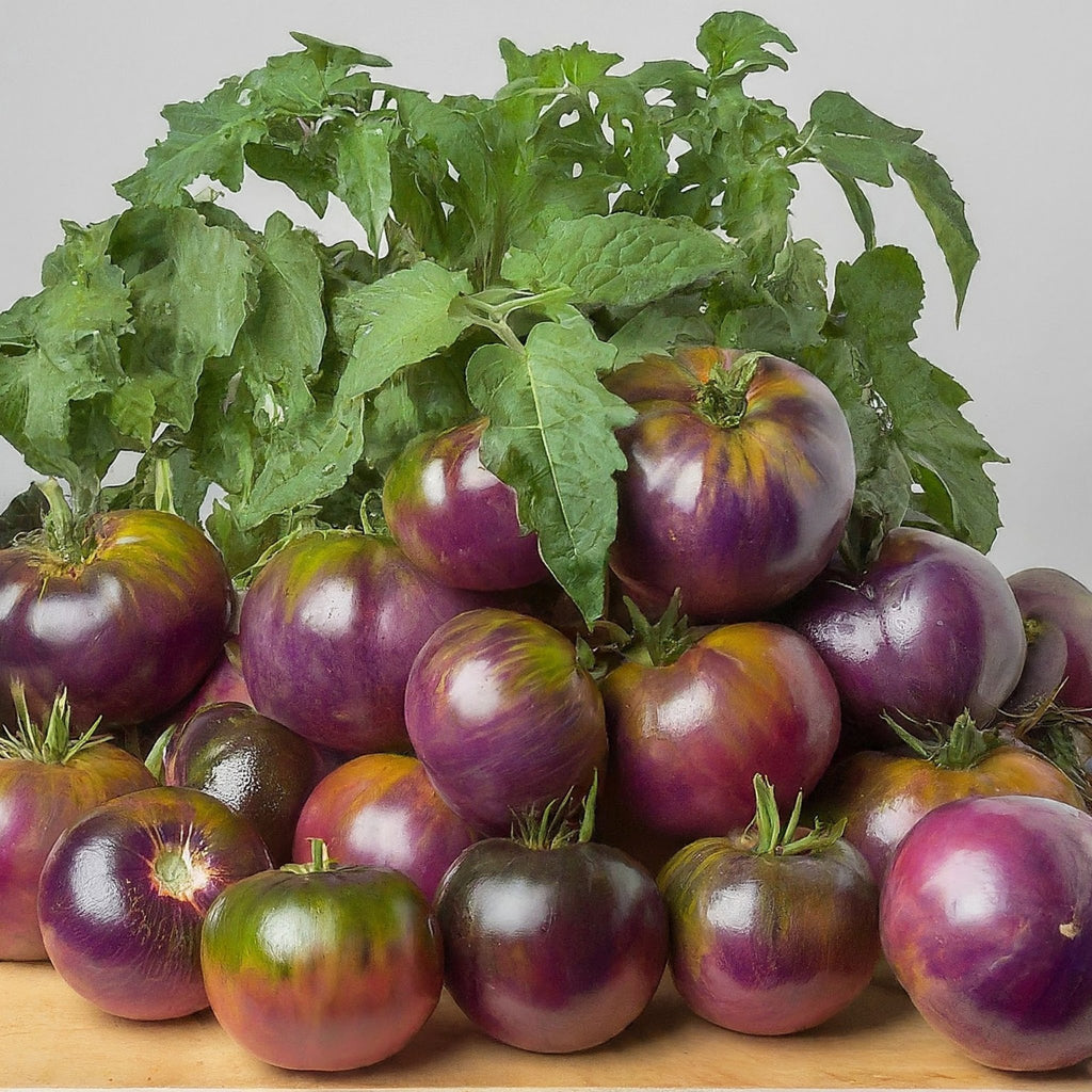 Tomato Cherokee Purple - Heirloom Seeds - Planting Organics