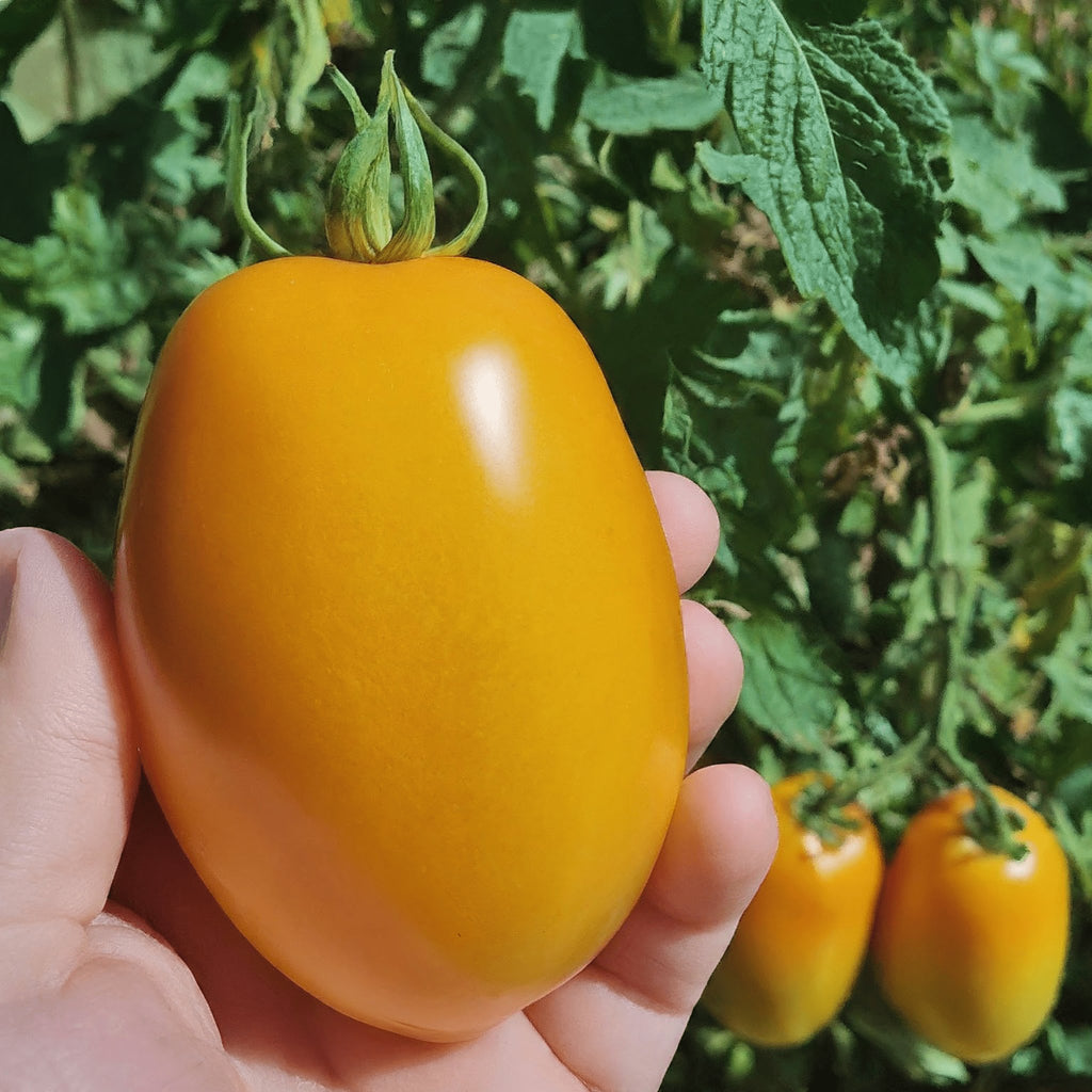 Tomato Golden Roma - Heirloom Seeds - Planting Organics