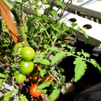 Tomato Grosse Lisse Heirloom Seeds - Planting Organics