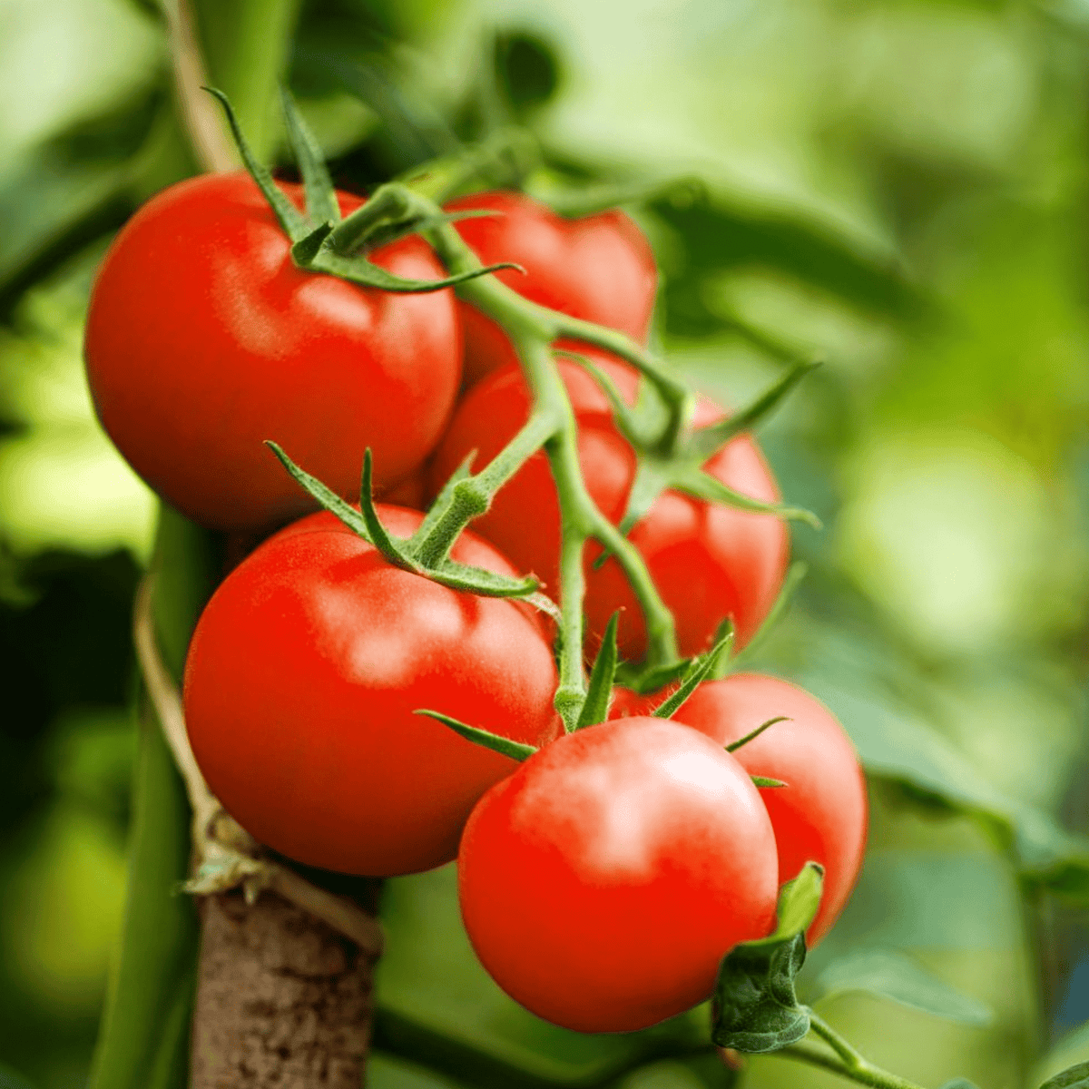 Tomato Moneymaker - Heirloom Seeds - Planting Organics