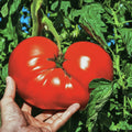 Tomato Mortgage Lifter - Heirloom Seeds - Planting Organics