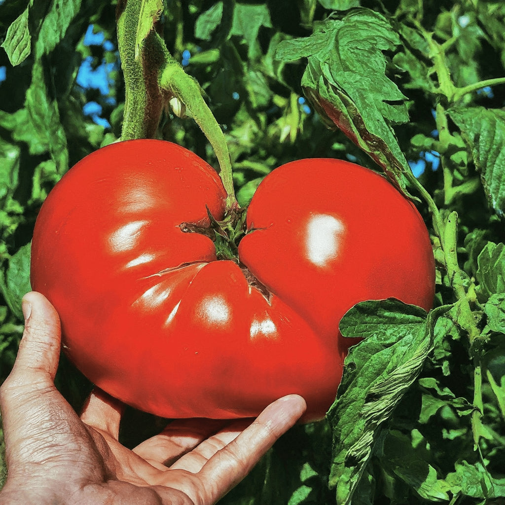 Tomato Mortgage Lifter - Heirloom Seeds - Planting Organics