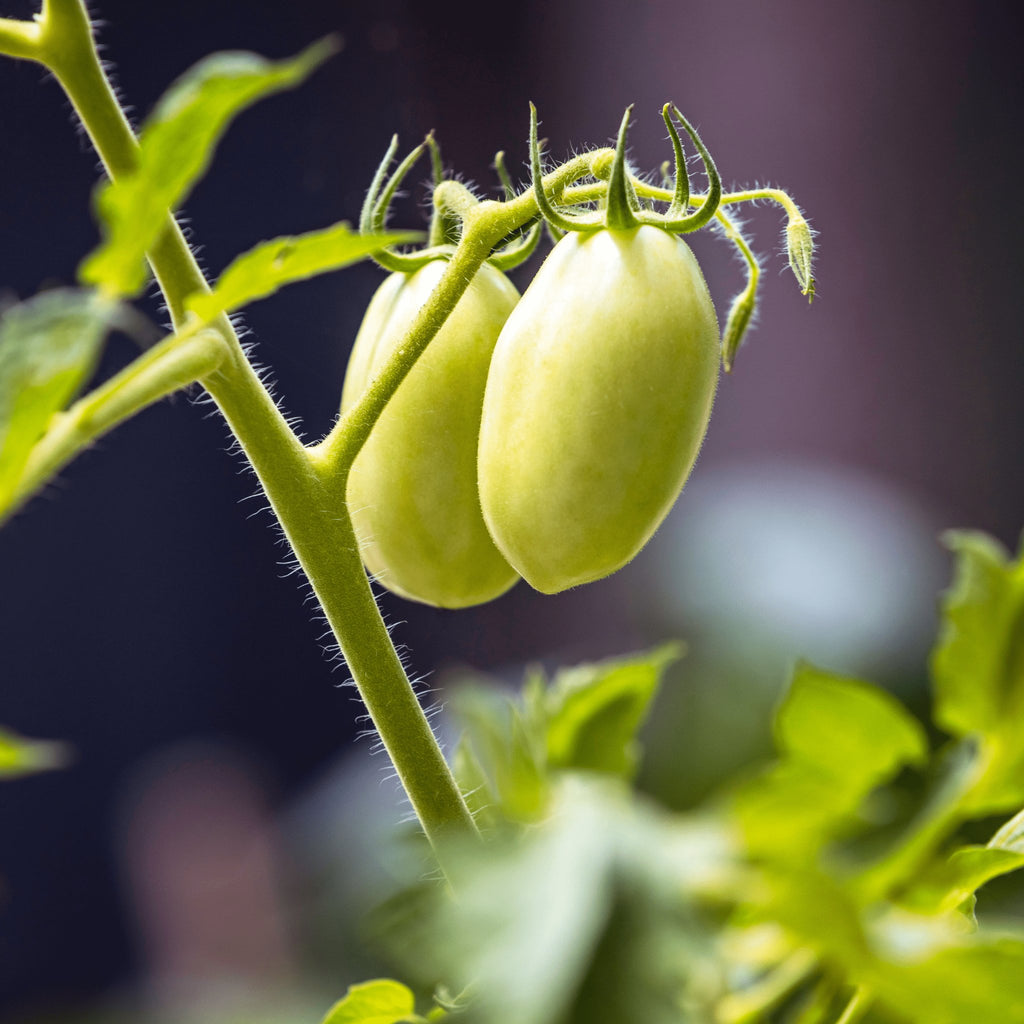 Tomato Roma Heirloom Seeds 1g - Planting Organics