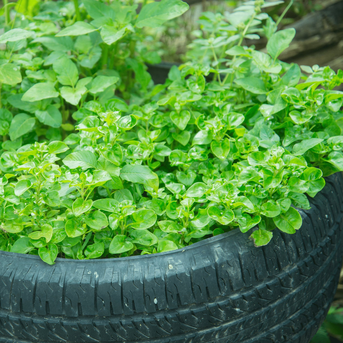Watercress Heirloom Seeds - Planting Organics