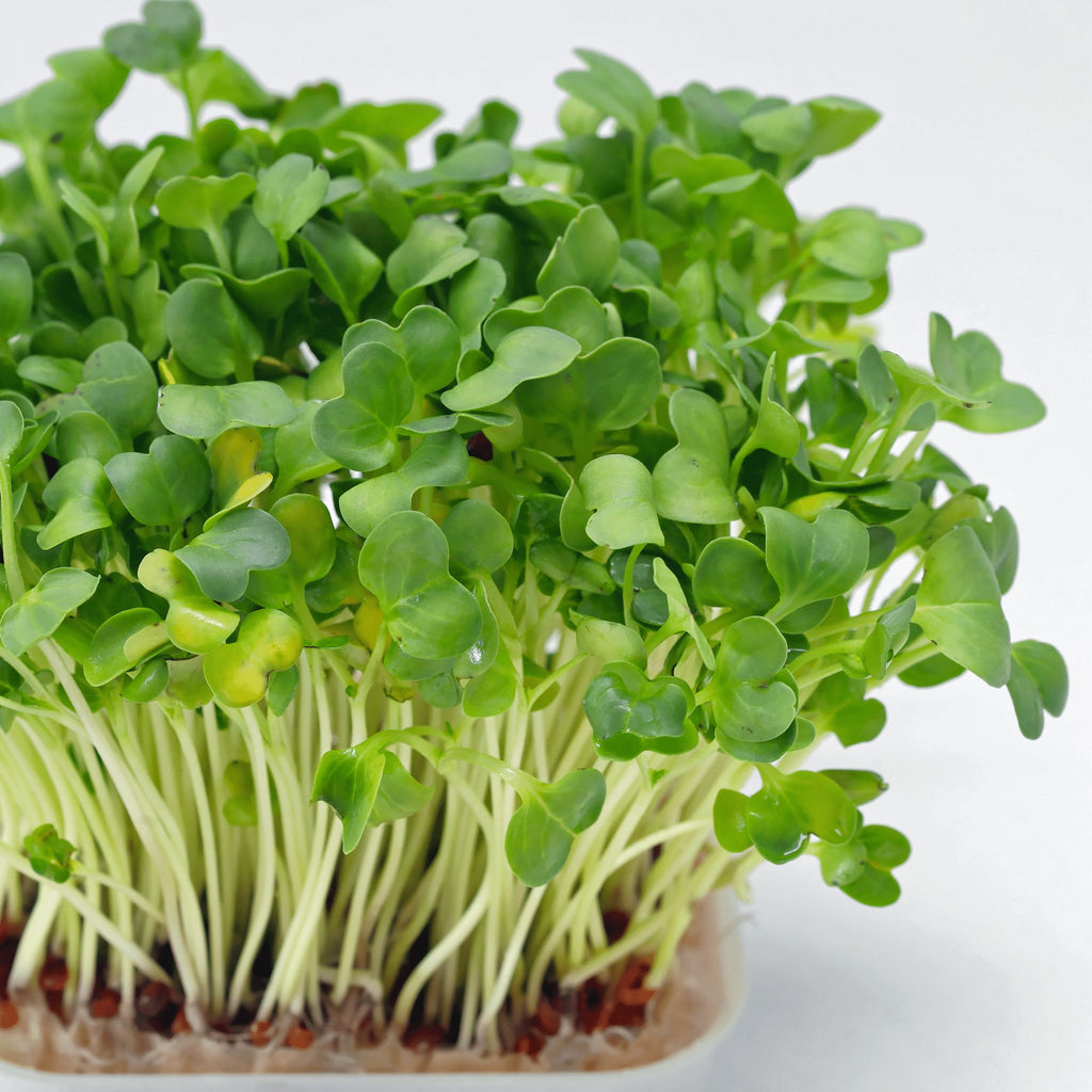 Watercress Heirloom Seeds - Planting Organics