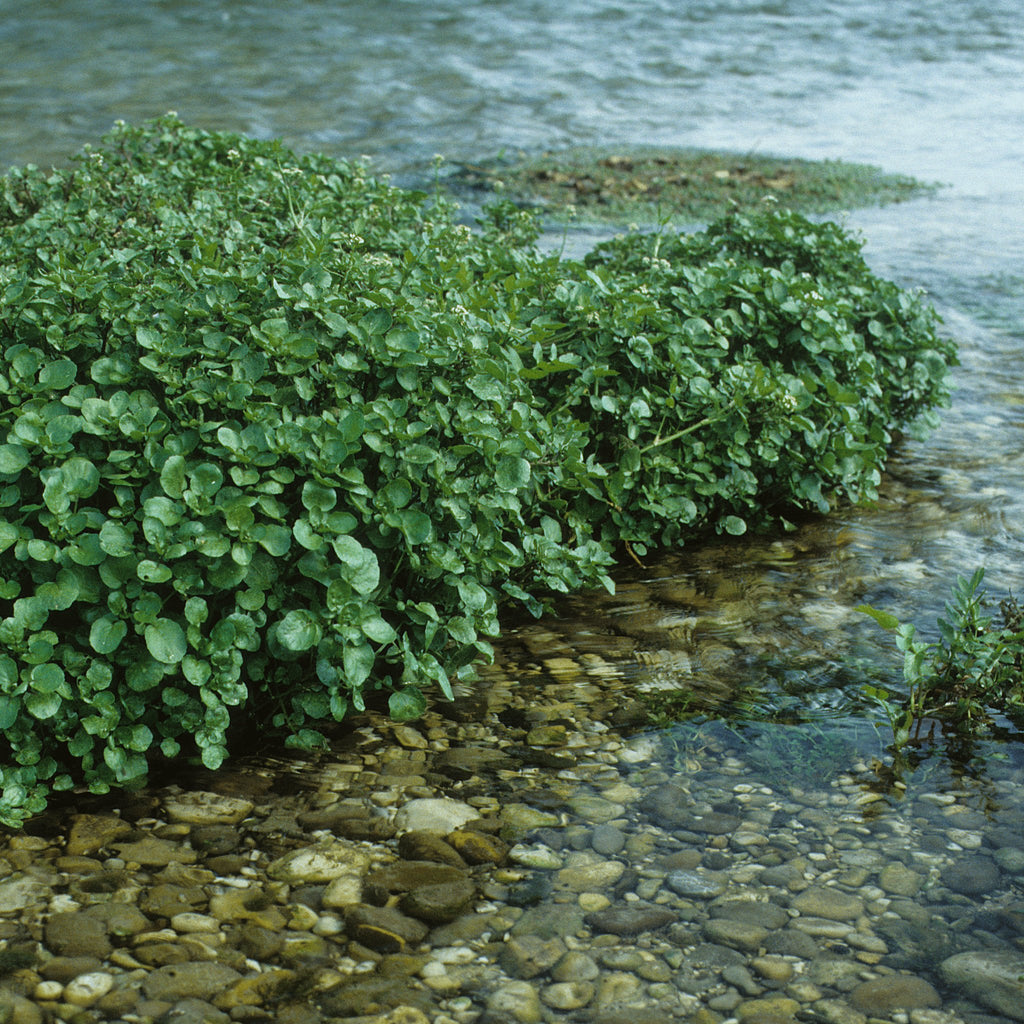 Watercress Heirloom Seeds - Planting Organics