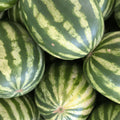 Watermelon Charleston Grey Heirloom Seeds - Planting Organics