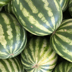 Watermelon Charleston Grey Heirloom Seeds - Planting Organics