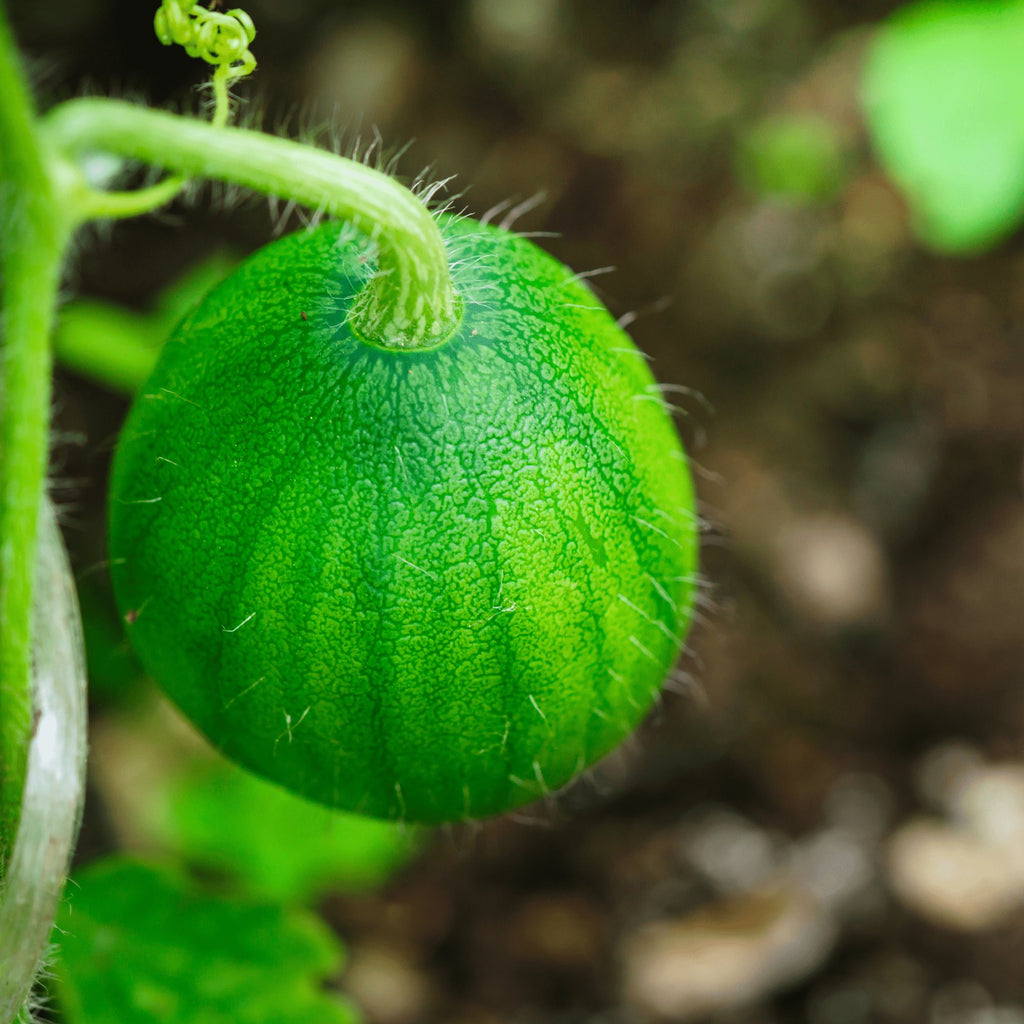 Watermelon Sugar Baby Heirloom Seeds - Planting Organics