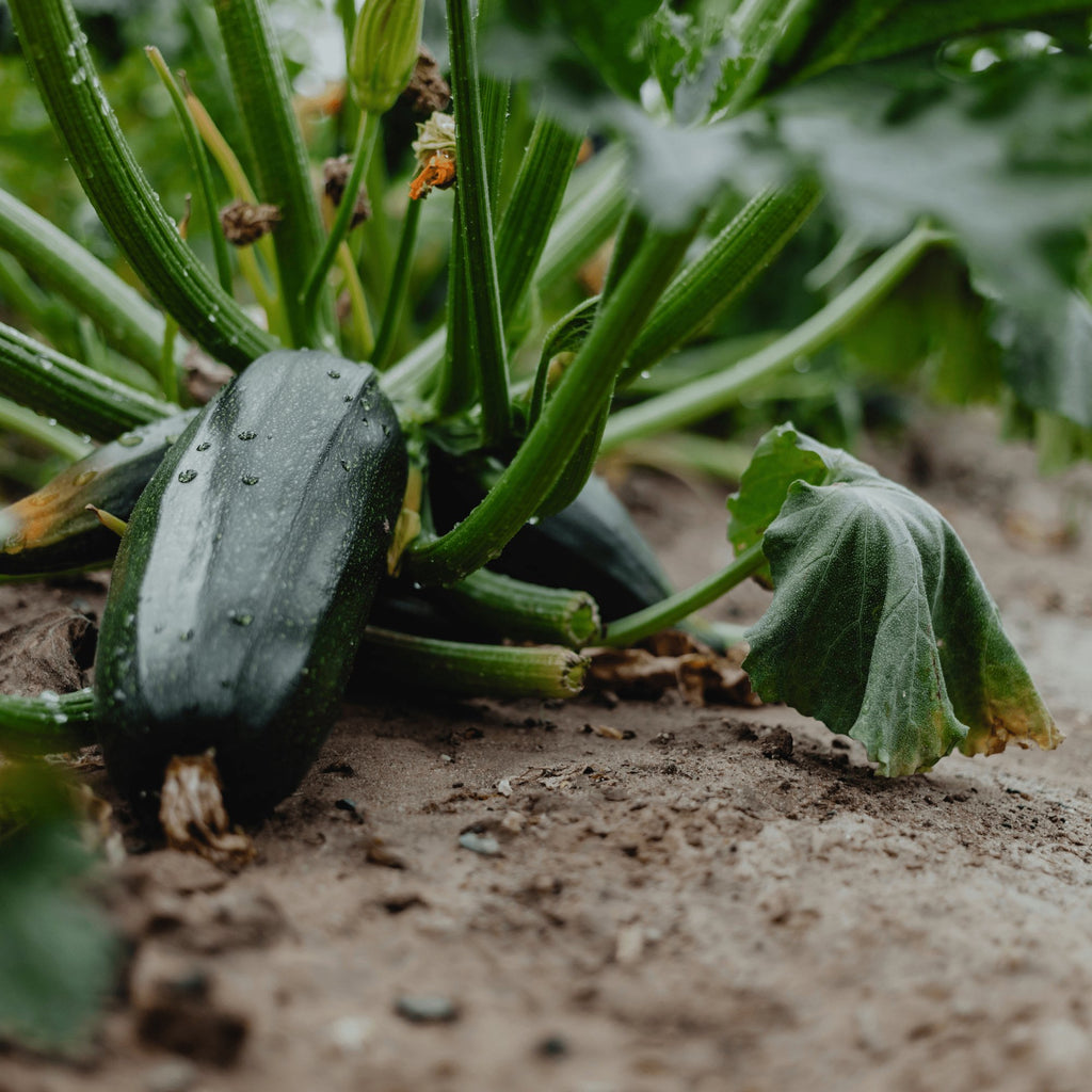 Zucchini Black Beauty Heirloom Seeds 2g - Planting Organics
